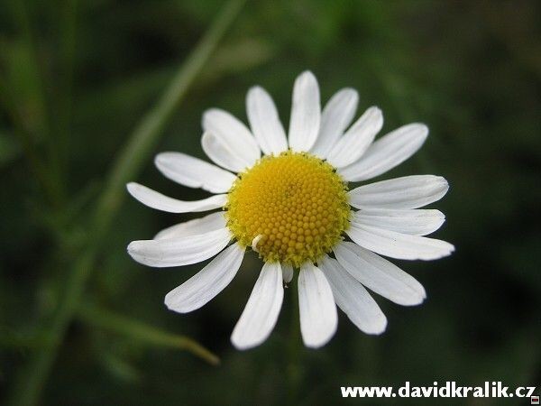 img00010.jpg